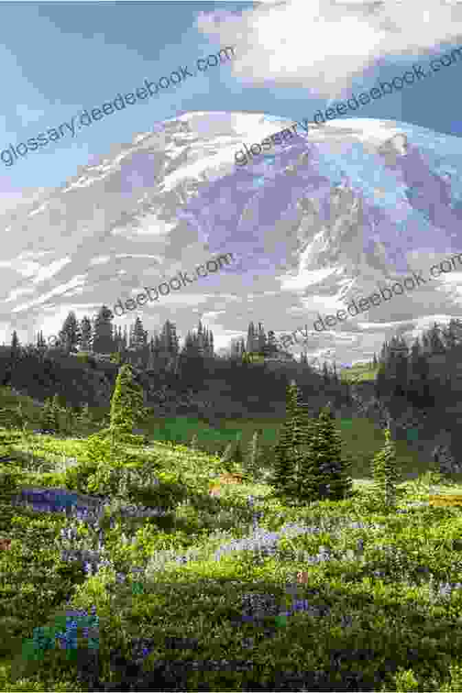 A Winding Road Leading Through A Lush Forest Towards Mount Rainier's Majestic Peak Windshield Wilderness: Cars Roads And Nature In Washington S National Parks (Weyerhaeuser Environmental Books)