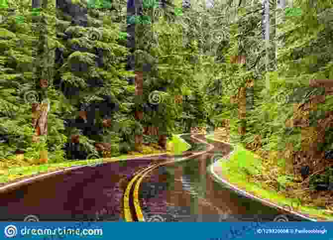 A Winding Road Through A Lush Forest In Weyerhaeuser Environmental Windshield Wilderness: Cars Roads And Nature In Washington S National Parks (Weyerhaeuser Environmental Books)