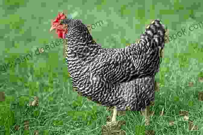 Barred Rock Hen Best Chicken Breeds: 12 Types Of Hens That Lay Lots Of Eggs Make Good Pets And Fit In Small Yards (Booklet)