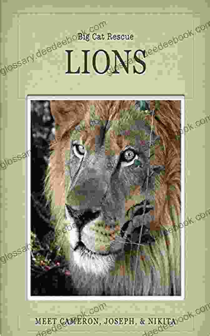 Nikita Khrushchev Lions Of Big Cat Rescue: Meet Lions Joseph Cameron Nikita