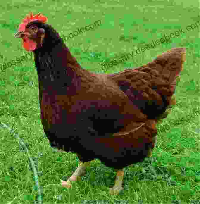 Rhode Island Red Hen Best Chicken Breeds: 12 Types Of Hens That Lay Lots Of Eggs Make Good Pets And Fit In Small Yards (Booklet)