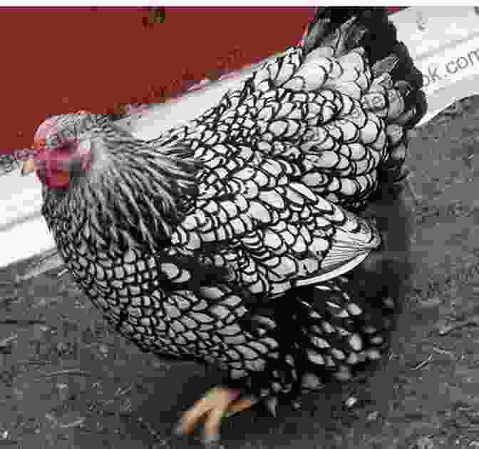 Silver Laced Wyandotte Hen Best Chicken Breeds: 12 Types Of Hens That Lay Lots Of Eggs Make Good Pets And Fit In Small Yards (Booklet)